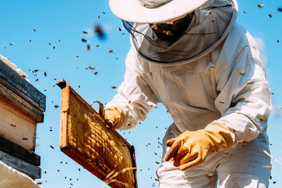 Warum unsere Bienen umziehen?