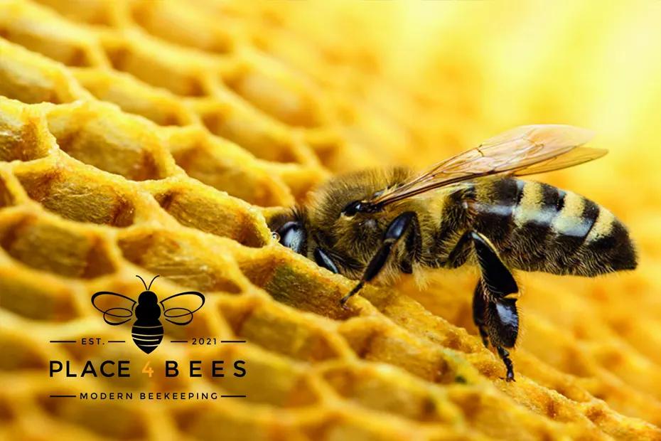Die Profis an unserer Seite: Place4Bees.